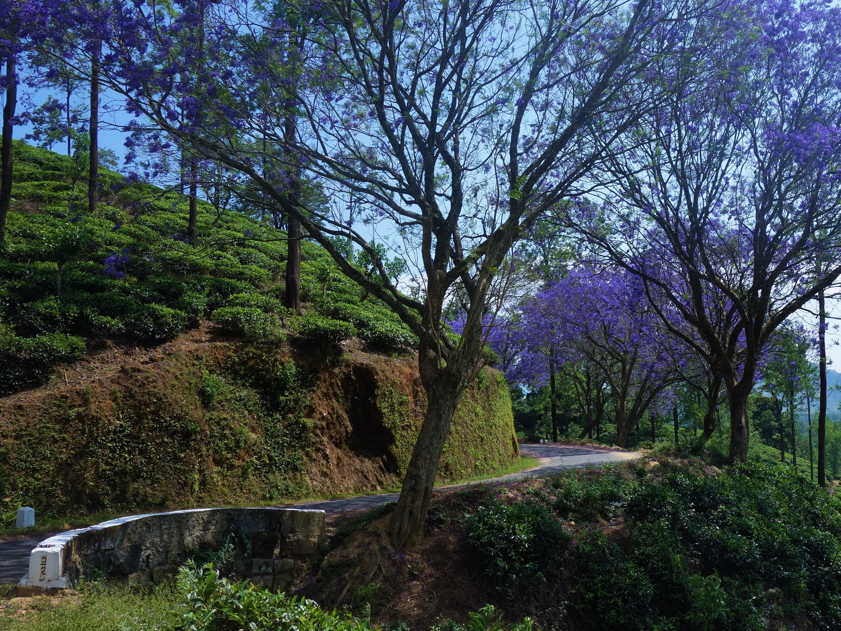 Cycling Holidays Sri Lanka