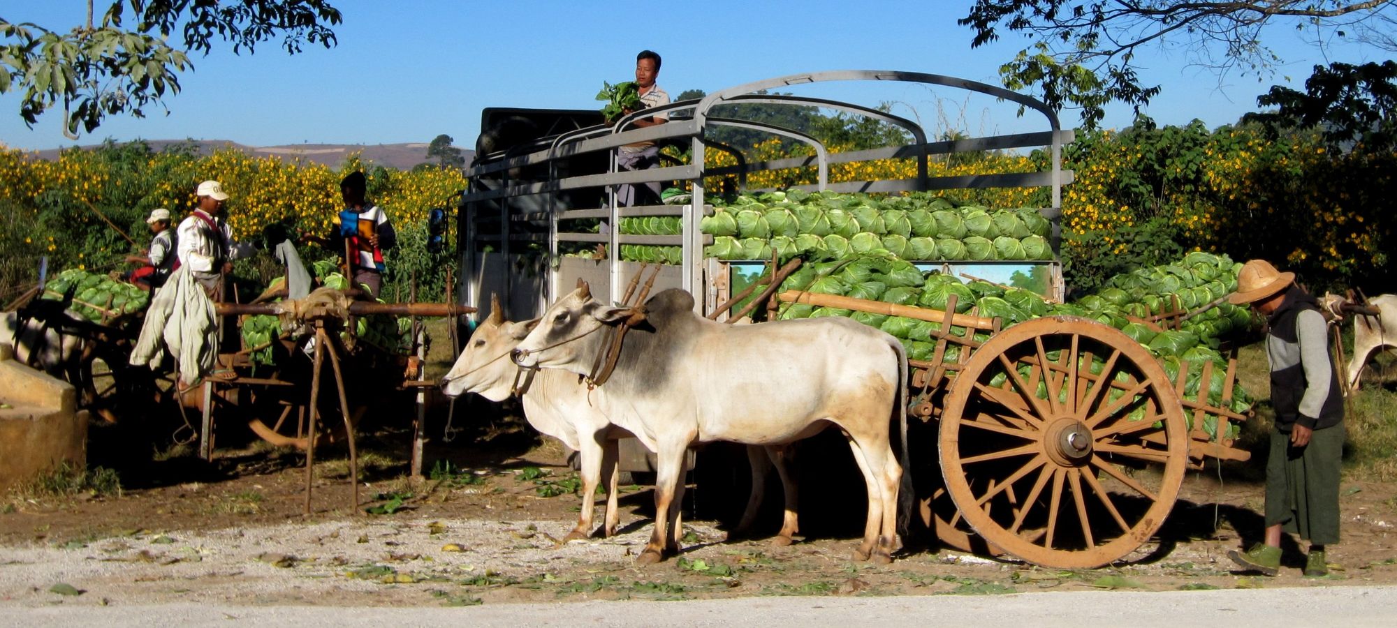 Photos from our Burma - Classic Cycling Holiday